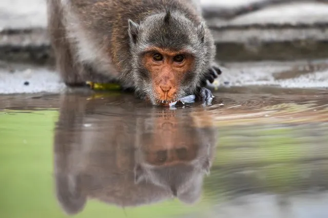 A long-tailed macaque drinks water in a mangrove near Bang Khun Thian on World Water Day at the outskirts of Bangkok, Thailand on March 22, 2021. (Photo by Chalinee Thirasupa/Reuters)