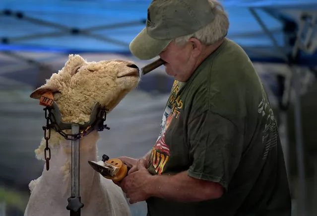 Sheep farmer J.T. Hindle shears a sheep in a barn at the Montgomery County Agricultural Fair in Gaithersburg, Md. on August 14, 2018. (Photo by Michael S. Williamson/The Washington Post)