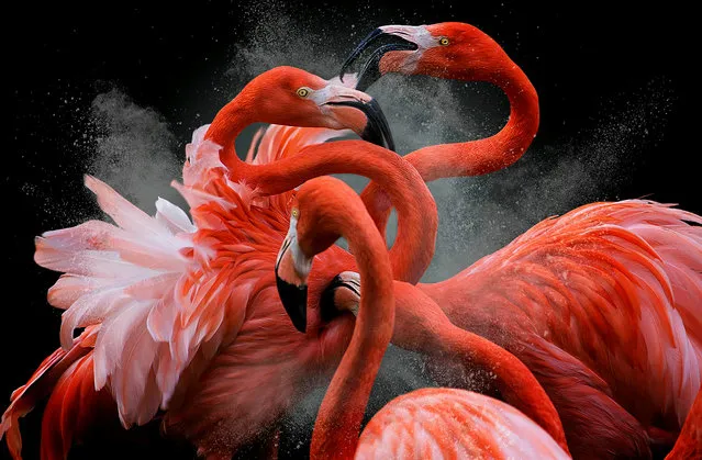 Bird photographer of the year winner and creative imagery category winner. American flamingo, Phoenicopterus ruber, by Pedro Jarque Krebs, Peru. (Photo by Pedro Jarque Krebs/2018 Bird Photographer of the Year)