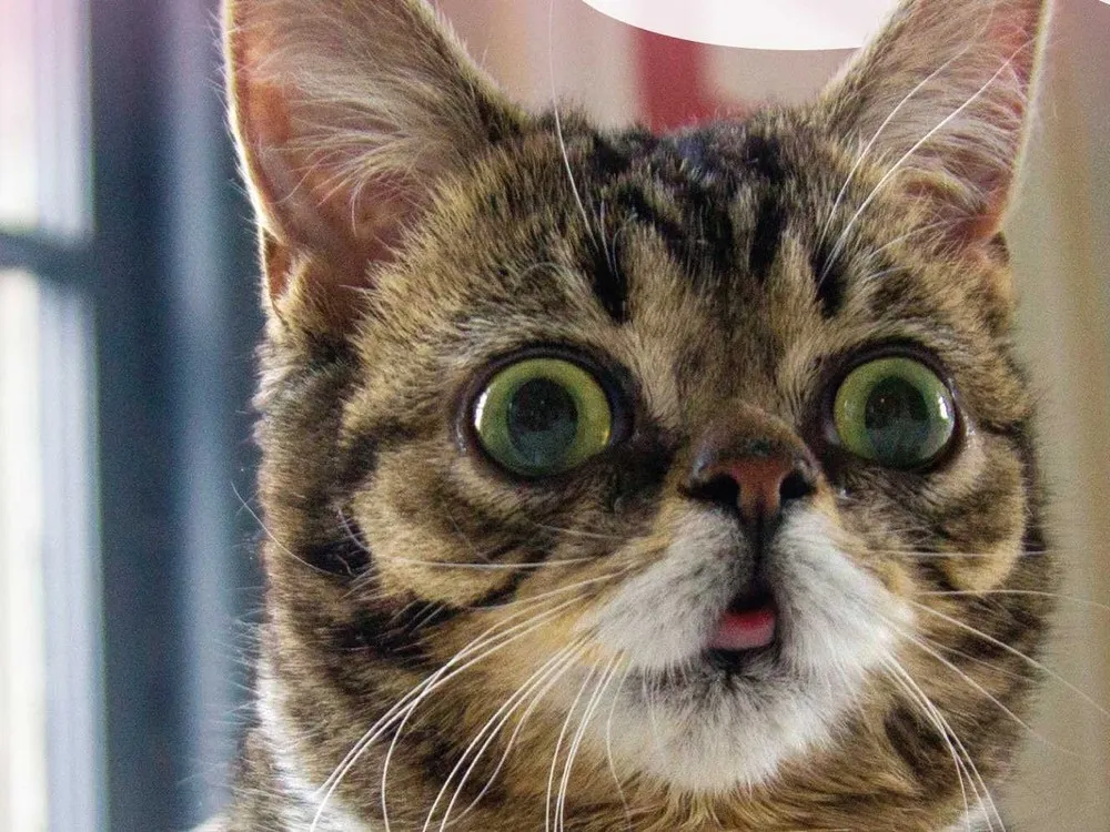 Meet Lil Bub 