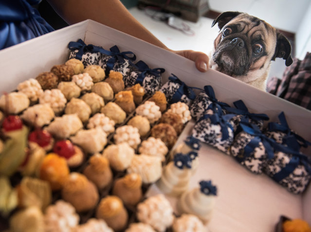 Dog attracted to wedding treats. (Photo by Daniel Ribeiro/Caters News Agency/ISPWP)