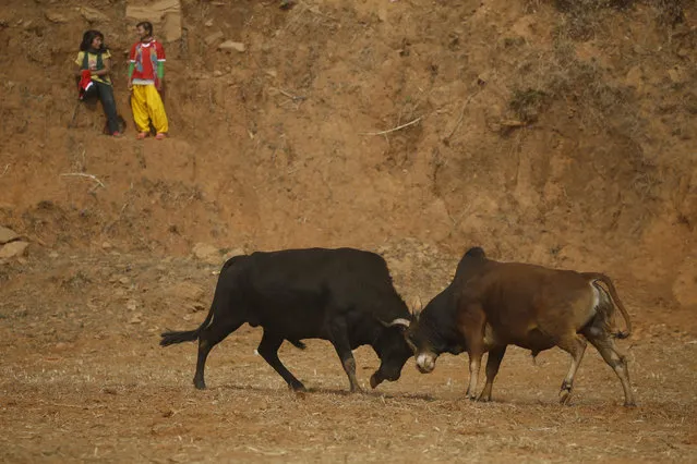 Bulls fight during the Maghesangranti festival at Talukachandani village in Nuwakot district near Kathmandu, Nepal January 15, 2016. (Photo by Navesh Chitrakar/Reuters)