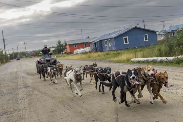 Sled dogs run through the streets of Akiachak, Alaska, on August 18, 2023, training for winter mushing competitions while tethered to a four-wheeler instead of a musher’s sled. Nearly 700 people live in Akiachak, a subsistence community located on the Kuskokwim River in southwest Alaska. While the Iditarod Trail Sled Dog Race is the world’s most famous race, Akiachak residents are just as familiar with the Kuskokwim 300 sled dog race that starts in nearby Bethel, Alaska. (AP Photo/Tom Brenner)