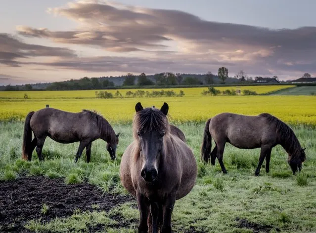 A pregnant Icelandic horse stands in a paddock at a stud farm Wehrheim near Frankfurt, Germany, Tuesday, May 18, 2021. (Photo by Michael Probst/AP Photo)