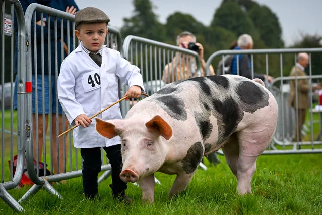 First time young handler Ronnie Beach tries his best to show off his pig during judging at the Dorset County Show, on September 02, 2023 in Dorchester, England. The Dorset County Show's programme of events and attractions showcases excellence in local agriculture and rural life, including artisans, farmers and local producers. Organised by the Dorchester Agricultural Society (DAS) the show has been running for more than 180 years and attracts around 60,000 visitors. (Photo by Finnbarr Webster/Getty Images)