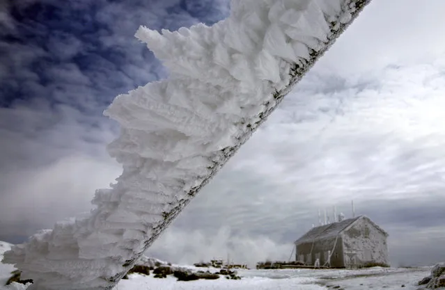 In this Tuesday, March 10, 2015 photo, rime ice extends horizontally from a metal pole at the summit of 6,288-foot Mt. Washington, in New Hampshire. (Photo by Robert F. Bukaty/AP Photo)