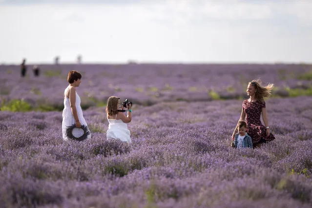 People take pictures at a lavender field near Cobusca Noua village, 44km North-East from Chisinau, Moldova, 29 June 2019. This field became a popular photosessions location after Lavender Fest, held in same place. (Photo by Dumitru Doru/EPA/EFE)