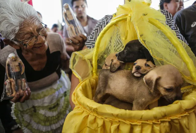A woman looks at a litter of puppies on a basket during a mass for San Lazaro (Saint Lazarus), at Monimbo neighbourhood in Masaya, some 35 km south of Managua, on March 22, 2013. According to tradition in Nicaragua, faithfuls ask San Lazaro for the health of their dogs and pay these favours back by bringing their pets dressed in costumes to attend mass in honour of the saint. (Photo by Inti Ocon/AFP Photo)