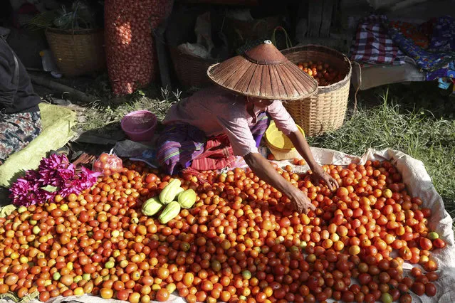 A vendor arranges tomatoes as she waits for customers at a local bazaar near Inle Lake, southern Shan State, Myanmar on Friday, October 20, 2023. (Photo by Thein Zaw/AP Photo)