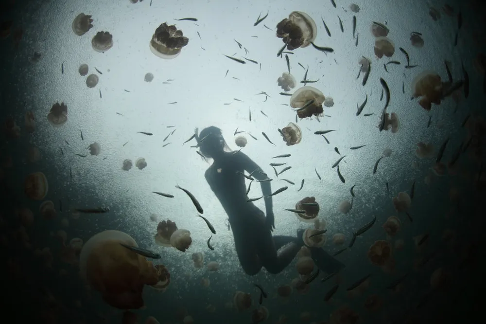 Jellyfish Lake