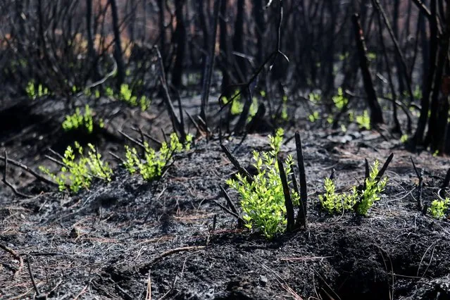 Plants begin to grow again after forest fire in Turkey's Osmaniye on September 03, 2021. Losses from the forest fire amounted 15 hectares, which began on July 28th and taken under control on the fourth day. (Photo by Muzaffer Cagliyaner/Anadolu Agency via Getty Images)