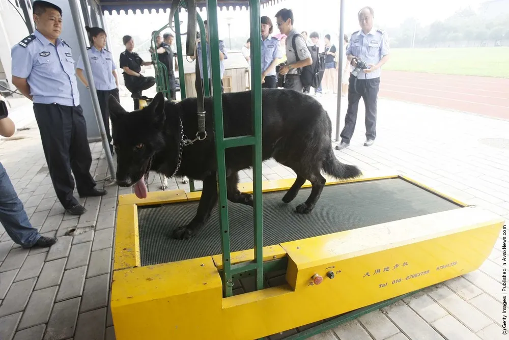 Police Dog Training Base In Beijing