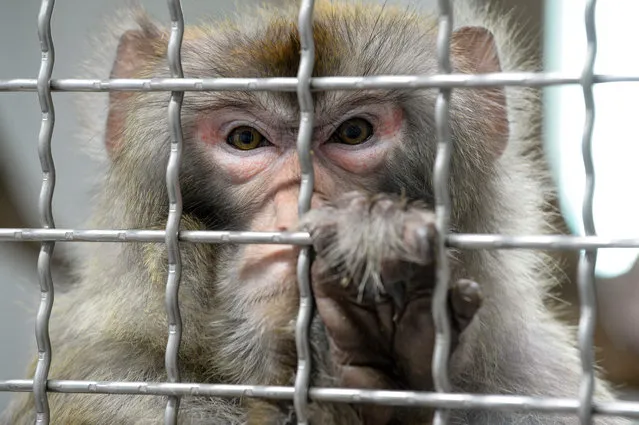 A Rhesus macaque, part of the 11 rescued monkeys from research laboratories, reacts from the quarantine room of the future animal shelter “La Taniere”, in Nogent-le-Phaye near Chartres, on March 13, 2019. The refuge, which will open to the public in 2020, cares for retired or mistreated animals from circus, people or illegal farms. (Photo by Jean-Francois Monier/AFP Photo)