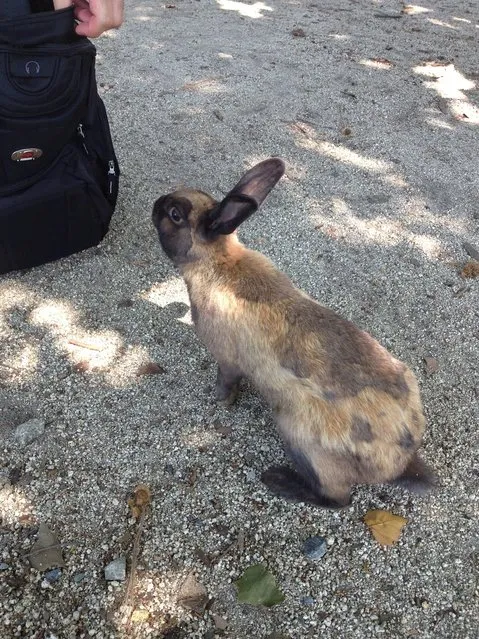 Rabbit Island in Japan