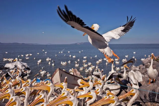 American white pelicans are seen on the island of Petatan in the municipality of Cojumatlan de Regules, Michoacan state, Mexico on February 23, 2024. The island becomes home to the pelicans during the winter, when they travel from the north of the United States and the south of Canada to the warmer waters of Lake Chapala in Mexico. The birds are a tourist attraction and people gather on the island's boardwalk to feed them and watch them fly. (Photo by Enrique Castro/AFP Photo)