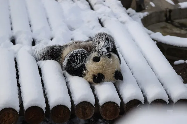 This photo taken on November 7, 2021 shows a panda playing in its enclosure after snowfall in Xian in China's northern Shaanxi province. (Photo by AFP Photo/China Stringer Network)