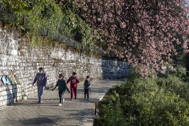 Exile Tibetan children walk under a cherry blossom in Dharmsala, India, Saturday, November 13, 2021. Himalayan Wild Cherry trees that dot the mountain slopes, blossom in autumn to early winter.. (Photo by Ashwini Bhatia/AP Photo)