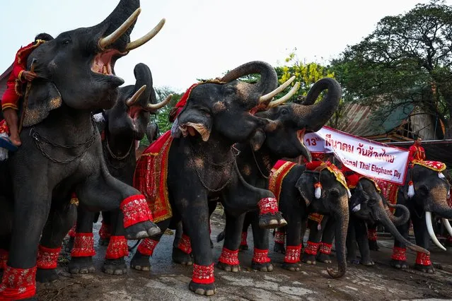 Mahouts ride elephants during Thailand's National Elephant Day celebration in the ancient city of Ayutthaya, Thailand, on March 13, 2024. (Photo by Chalinee Thirasupa/Reuters)