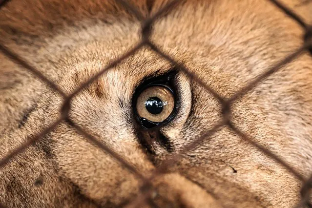 A view of a lion at Lujan Zoo, which hosts animals rescued from circuses, animal trafficking and private collections in Buenos Aires, Argentina on March 16, 2024. The place had more than 400 animals between native and exotic species, in the same zoo where several animals were raised that were exhibited to the people and the main attraction was that people could enter and pet the big cats inside the cages, which was unique in the country. Losing its main source of money due to severe effects of pandemic, the zoo is abandoned to their fate which led to its closure. The owner of the zoo and an Ad-honorem employee are in charge of maintaining the animals however because of the expenses, the owner get rid of his collection of vehicles, including a classic car that belonged to the Argentine tango icon Carlos Gardel. (Photo by Luciano Gonzalez/Anadolu via Getty Images)