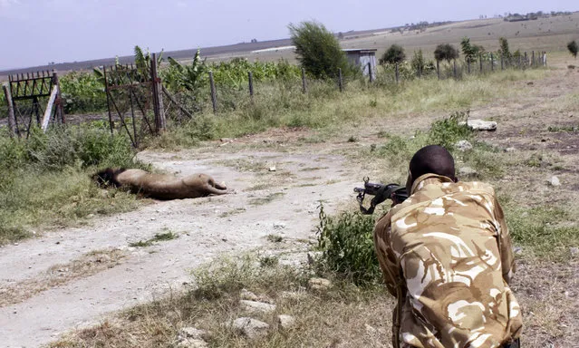 A ranger from the Kenya Wildlife Service shoots dead a male lion that had strayed from the Nairobi National Park, in Kajiado, Kenya Wednesday, March 30, 2016. A lion was shot dead in Kenya on Wednesday after attacking a man, while trackers in South Africa searched for a lion whose own escape from a park prompted appeals to wildlife officials to relocate it rather than kill it. (Photo by AP Photo)