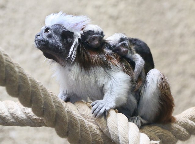 Two cotten top tamarin are carried by their father in their enclosure in the zoo Berlin, on March 11, 2014. The twins that were born on February 27, 2014 are mainly taken care of by their father. (Photo by Stephanie Pilick/AFP Photo/DPA)