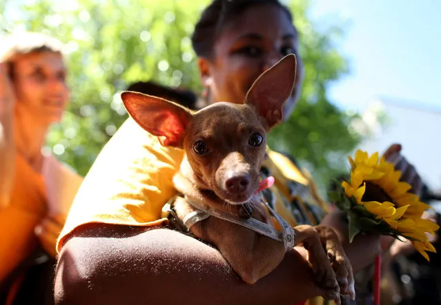 A woman carries a dog during a march in defence of animal rights in the Cuban capital on April 7, 2019. (Photo by Reuters/Stringer)