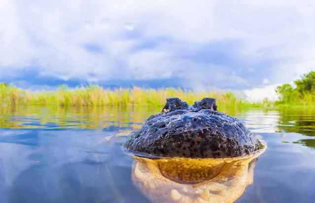 American Alligator By Masa Ushioda