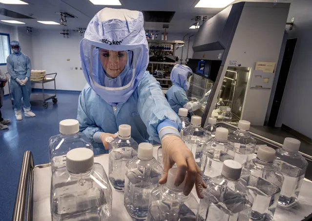 A laboratory worker simulates the workflow in a cleanroom of the BioNTech Corona vaccine production in Marburg, Germany, during a media day on Saturday, March 27, 2021. BioNTech, the Mainz-based company that invented the messenger RNA-based vaccine, is busily ramping up its production capabilities at the company's new production facility in Marburg. BioNTech originally expected the plant could turn out 700 million doses per year; it has since upgraded its expectations to a billion a year. (Photo by Michael Probst/AP Photo)