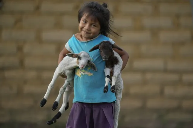 A girl from the Macuxi ethnic group plays with baby goats being raised for food for the Maturuca community on the Raposa Serra do Sol Indigenous reserve in Roraima state, Brazil, Sunday, November 7, 2021. Bordering Venezuela and Guyana, the Indigenous territory is bigger than Connecticut and home to 26,000 people from five different ethnicities. (Photo by Andre Penner/AP Photo)
