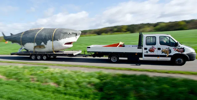 A van transports a life-sIze reconstruction of a Megalodon, an extinct species of shark, to a dinosaur park in Muenchehagen, central Germany on April 14, 2014. The reconstructed Megalodon model measures 14 m long and weighs about 1,0 ton. (Photo by Christoph Schmidt/AFP Photo/DPA)