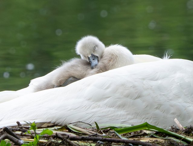 A cygnet keeps snug under its mother’s wing at Heronry Pond in Wanstead Park in east London in the last decade of May 2024. (Photo by Jeff Moore/The Times)