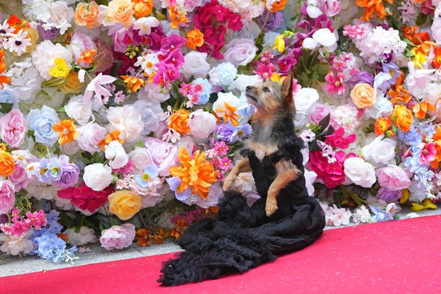 A dog attends the Pet Gala fashion show at AKC Museum of The Dog, Monday, May 20, 2024, in New York. (Photo by Charles Sykes/Invision/AP Photo)