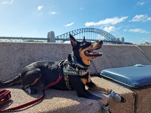 Australian kelpie dog Rasy rests after patrolling for seagulls at Sydney’s Opera Bar in Australia on February 15, 2022. (Photo by James Redmayne/Reuters)