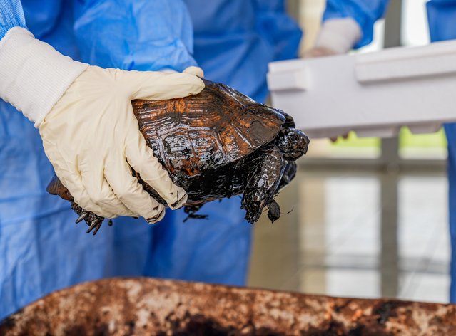 2 of the 4 turtles that were found stuck to the pitch by road teams cleaning the waste material in Ergani district, are taken under treatment at Dicle Wild Animal Rescue and Rehabilitation Centre in Diyarbakir, Turkiye on May 23, 2024. The turtles, which were enabled to breathe and move with the support of Dicle University (DU) Faculty of Veterinary Medicine students who receive practical training at the center, will stay at the centre until they get rid of the tar residue and can be released back to nature. (Photo by Bestami Bodruk/Anadolu via Getty Images)