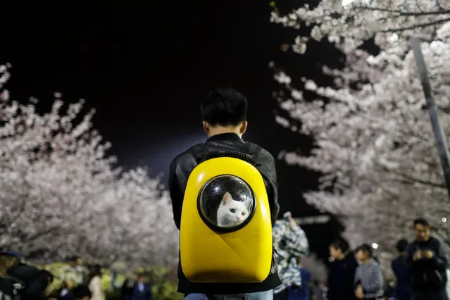 A man carries his pet cat as he walk under the cherry blossoms at Tongji University in Shanghai, China April 4, 2017. (Photo by Aly Song/Reuters)