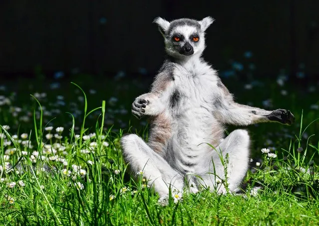 A ring-tailed lemur enjoys the sunny weather as it sits on a meadow at the zoo in Cottbus, Germany, 11 May 2016. Three baby lemurs were born at the zoo over the past few weeks. (Photo by Patrick Pleul/EPA)
