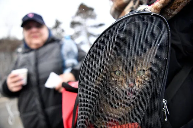 A cat meows in it's owner's bag after fleeing from Kiev in Ukraine to Romania, following Russia's invasion of Ukraine, at the border crossing in Siret, Romania, March 10, 2022. (Photo by Clodagh Kilcoyne/Reuters)