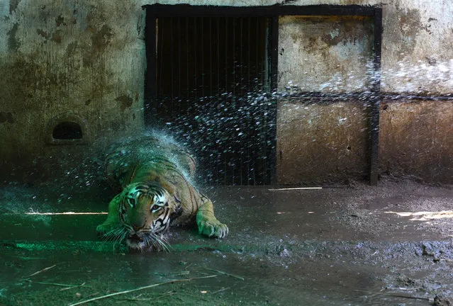 “Shanker” a Bengal Tiger reacts as an Indian animalkeeper uses a hose to sprinkle water to cool him in a special enclosure at The Nehru Zoological Park in Hyderabad on April 21, 2017, during an intense heatwave in the southern Indian state of Telangana. With temperatures currently hovering around the 40 degree celsius mark in the state, zoo authorities have installed air coolers, sprinklers, green mesh sheets and wet gunny sheets to make the animals more comfortable. (Photo by Noah Seelam/AFP Photo)