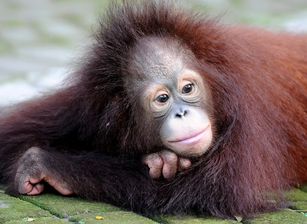 Orangutan Brothers Damai and Rizki