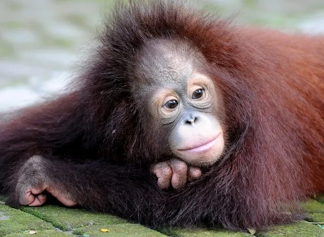 Damai, 3 years old Bornean orang utan plays courtyard at Surabaya Zoo as he prepares to be released into the wild on May 19, 2014 in Surabaya, Indonesia. The two baby orangutans, brothers, were found in Kutai National Park in a critical condition having been abandoned by their mother on May 14, 2014. (Photo by Robertus Pudyanto/Getty Images)