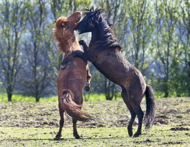 Two Iceland stallions play on their paddock in Neu Anspach near Frankfurt, Germany, Tuesday, May 9, 2017. (Photo by Michael Probst/AP Photo)