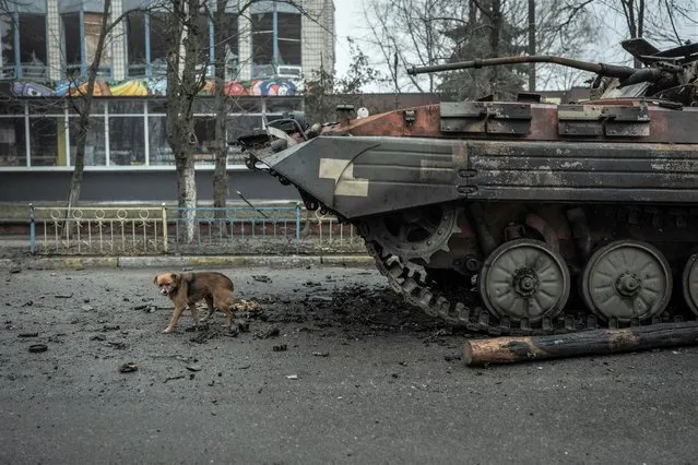 A dog walks in front of a damaged armored personal carrier in the town of Makariv, in Kyiv region, Ukraine on April 1, 2022. (Photo by Serhii Mykhalchuk/Reuters)