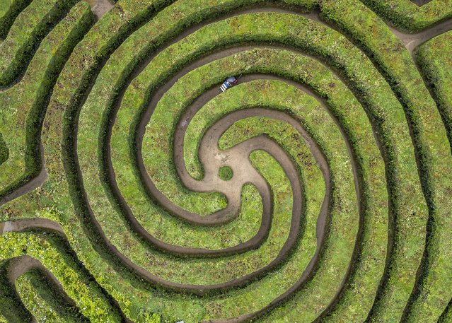 Groundsman Darren Cordingley on his way out of the maze on July 11, 2024. Gardeners have had their work cut out after spending a whopping 520 hours trimming one of the world's biggest hedge mazes. It has taken a team of 13 working eight hours a day for five days to tackle the enormous maze at the Longleat estate in Wiltshire, UK. (Photo by Max Willcock/Bournemouth News)