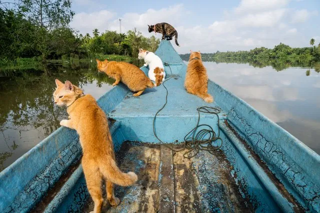 Rescue cats look for fish aboard a longtail fishing boat at the Tapi River in Surat Thani on March 11, 2022. In Surat Thani, Thailand, a local fisherman takes his rescue cats fishing in the mangroves along the Tapi River. (Photo by Matt Hunt/SOPA Images/Rex Features/Shutterstock)