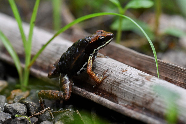 A marbled poison frog (Epipedobates boulengeri) carries froglets on its back in Gorgona Island, where an infamous prison used to work, in the Pacific Ocean off the southwestern Colombian coast, on November 30, 2021. Colombia's former island prison of Gorgona, that could be compared to the sinister Alcatraz in the United States or Robben Island in South Africa, is a humid mass of volcanoes and jungle. Today, this natural jewel is a national natural park of black gravel, colourful reefs, thick jungle and exuberant fauna where tourists arrive to visit the park and dive. (Photo by Luis Robayo/AFP Photo)