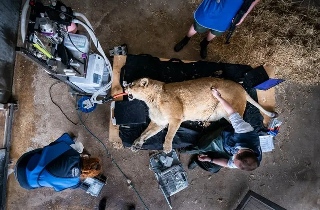 Veterinary Surgeons Oana Radu (left) and Michael Rothwell (right) with Julie the 15-year-old lioness as she is given an “MOT” at Yorkshire Wildlife Park in Doncaster on Tuesday, May 3, 2022. (Photo by Danny Lawson/PA Images via Getty Images)