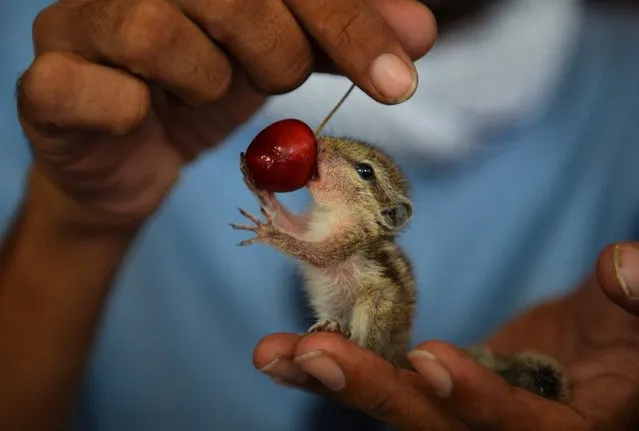 A resident feeds a cherry to an orphaned juvenile squirrel in New Delhi on June 23, 2014. The squirrel was rescued from a tree which fell during a recent thunderstorm in the city. (Photo by Chandan Khanna/AFP Photo)