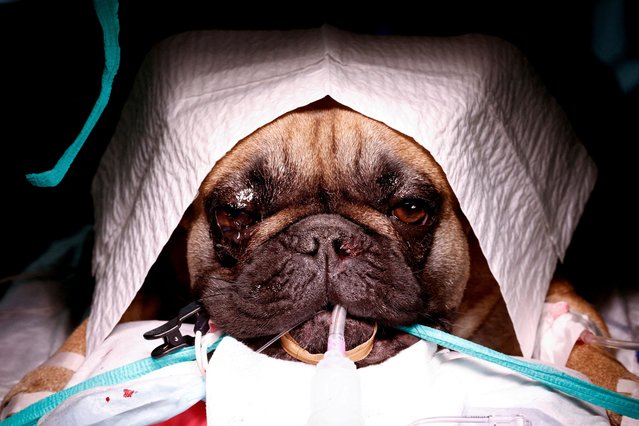 French bulldog Abby undergoes surgery for breathing problems while the Dutch government proposes a law banning the possession of cats and dogs with characteristics such as too-short snouts which animal rights activists say are cruel in Utrecht, Netherlands on June 20, 2023. (Photo by Piroschka van de Wouw/Reuters)