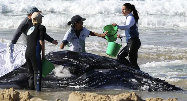Marine rescue workers from Sea World attempt to help a juvenile humpback whale stranded at Palm Beach on the Gold Coast, in Queensland July 9, 2014. (Photo by Jason O'Brien/Reuters)