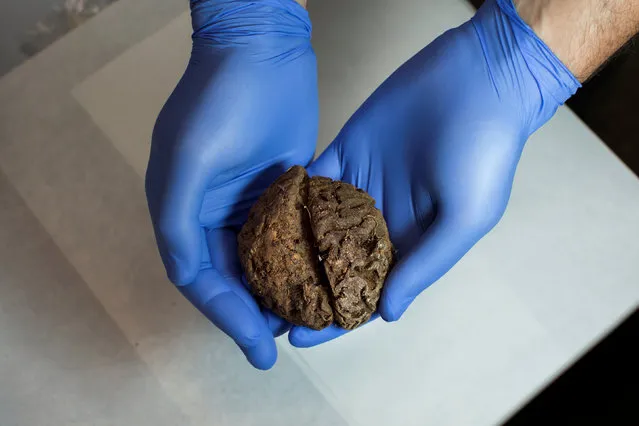 Fernando Serrulla, a forensic anthropologist of the Aranzadi Science Society, shows one of the 45 brains saponified of those killed by forces of the dictator Francisco Franco which were found in 2010 in a mass grave around the area known as La Pedraja, at a laboratory in Verin, Spain, June 9, 2017. (Photo by Juan Medina/Reuters)